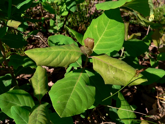{Lonicera flava}